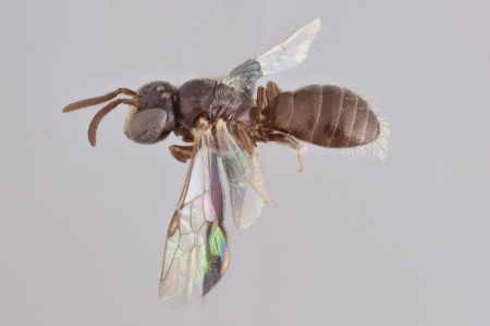 [Braunsapis breviceps male (lateral/side view) thumbnail]